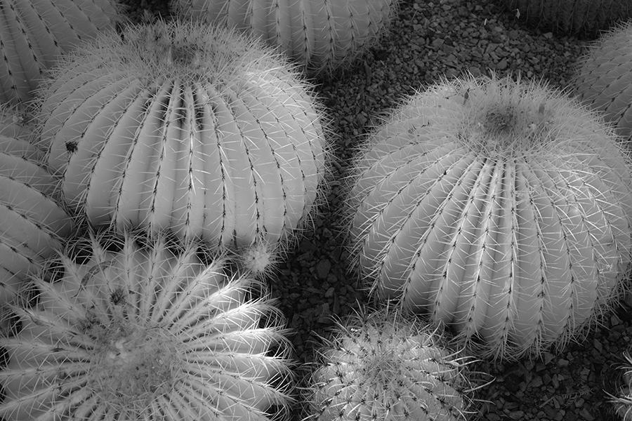 Infrared Photo of Prickly Barrel Cacti.